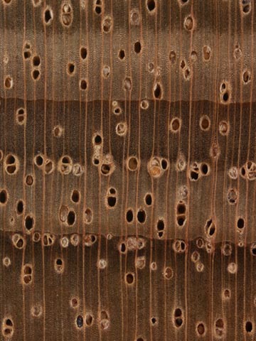 Акация серебристая (Acacia dealbata) – торец доски – волокна древесины