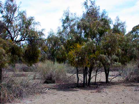 Акация узколистная с Lysiana exocarpi и Duma florulenta недалеко от Вентворта (Новый Южный Уэльс, Австралия)