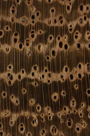Acacia stenophylla – торец доски - волокна древесины (увел. 10х)