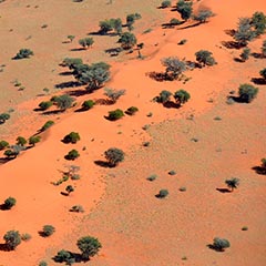Верблюжья колючка разбросана по дюнам в пустыне Калахари