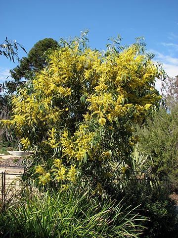 Общий вид Acacia pycnantha. Джилонгский ботанический сад