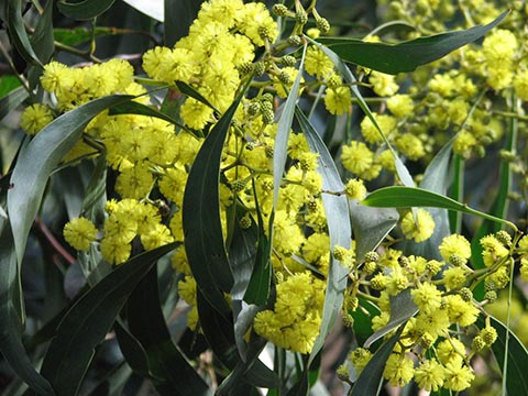 Acacia pycnantha. Сад в Бернли, Виктория, Австралия