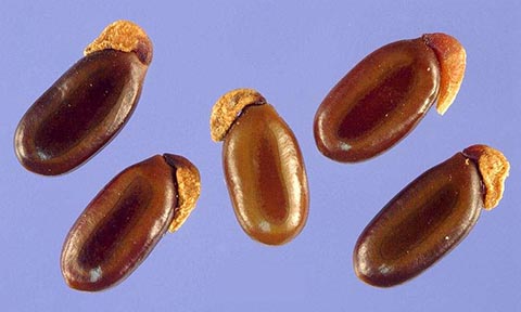 Семена Acacia pycnantha