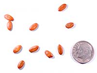 Семена и десятицентовая монета