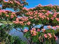 Цветущее растение в штате Нью-Джерси