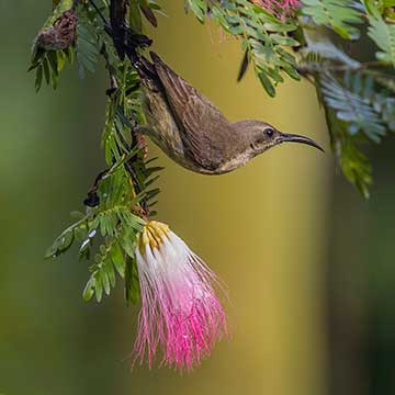 Медная нектарница (Cinnyris cupreus) и цветок альбиции ленкоранской