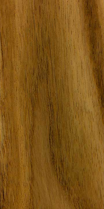 Альбиция ленкоранская (Albizia julibrissin) – древесина под лаком