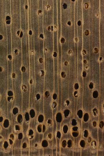 Альбиция ленкоранская (Albizia julibrissin) – торец доски – волокна древесины, увел. 10х