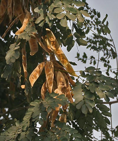 Albizia lebbeck в Ходале в Фаридабадском районе Харьяна, Индия