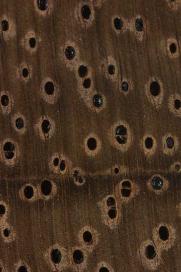 Чёрный сирис (Albizia odoratissima) – торец доски – волокна древесины
