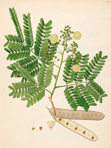Ботаническая иллюстрация Albizia odoratissima