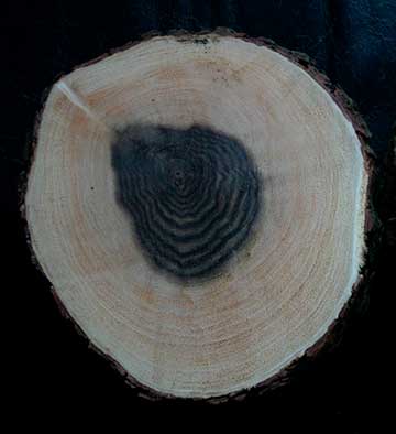 Поперечное сечение древесины, показывающее очень широкую полосу белой заболони