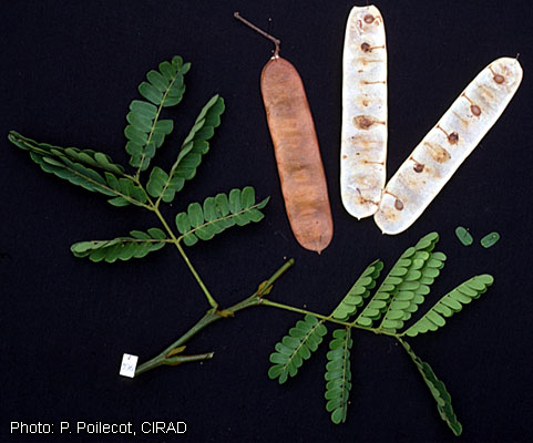 Листья и семена (Albizia ferruginea)
