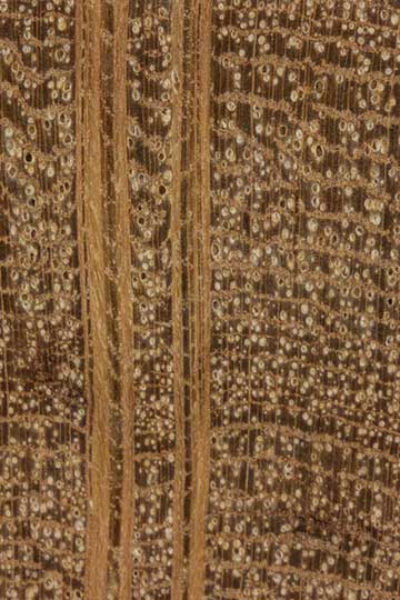 Чёрный шиоак (Allocasuarina littoralis) - торец доски – волокна древесины