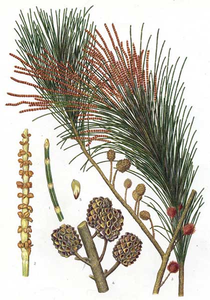 Ботаническая иллюстрация из книги Джозефа Мейдена “Цветущие растения и папоротники Нового Южного Уэльса - часть 6”