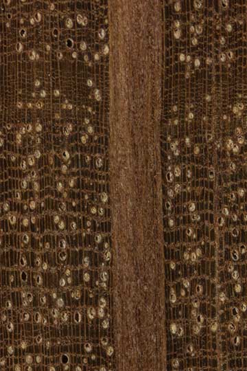 Поникший шиоак (Allocasuarina verticillata) - торец доски – волокна древесины