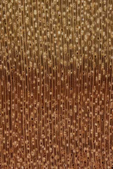 Красный ясень (Alphitonia excelsa) - торец доски – волокна древесины