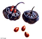 Плоды (два вида) и семена