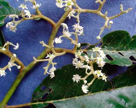 Цветки и листья Alphitonia zizyphoides