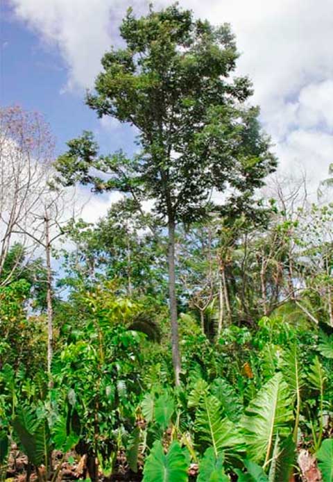Той в условиях агролесомелиорации на Самоа