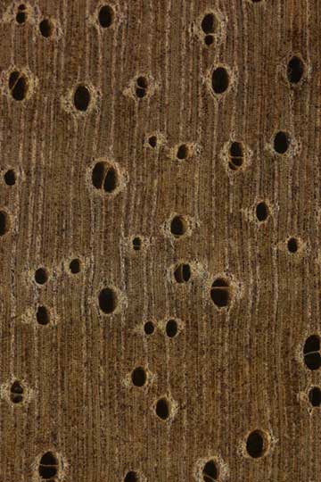 Кешью (Anacardium occidentale) – торец доски – волокна древесины, увел. 10х