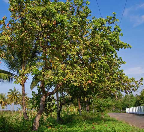 Плодоносящие придорожные деревья в Индонезии