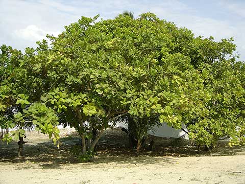Дерево кешью в Бразилии (шт. Сеара, около Форталезы)