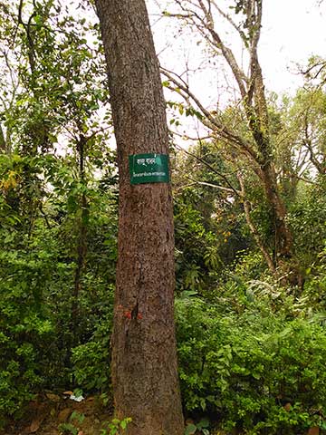 Ствол дерева. Национальный парк Лавачара (Бангладеш)
