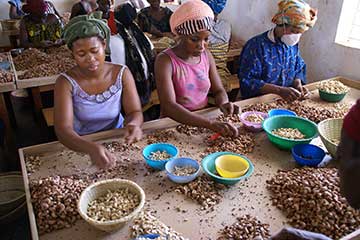 Женщины лущат кешью для упаковки и сбыта в Буркина-Фасо (Западная Африка)