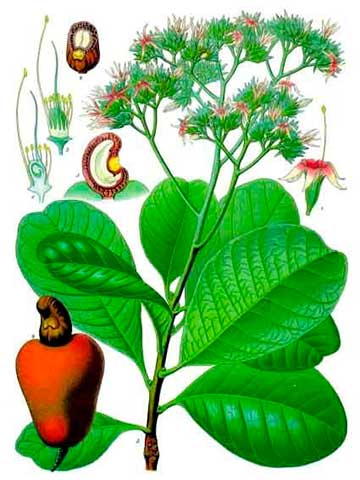 Ботаническая иллюстрация из книги Лекарственные растения Кёлера (Köhler’s Medizinal-Pflanzen), 1887
