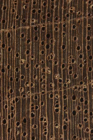 Андироба (Carapa guianensis) – торец доски – волокна древесины, увел. 10х