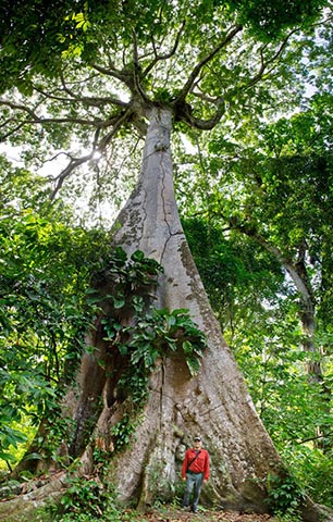 Дерево в Амазонке