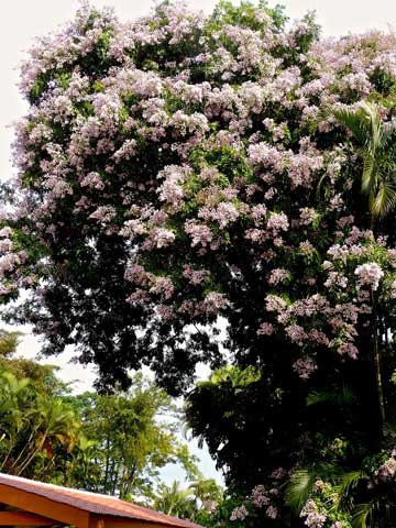 Дерево высотой около 9 м - типичное для Центральной Америки