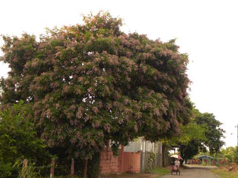 Культивируемое цветущее дерево