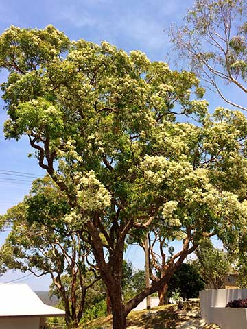 Яблоня с грубой корой (Angophora floribunda) в Порт-Хакинге, Новый Южный Уэльс. Цветение в декабре
