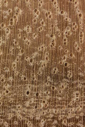 Ангофора флорибунда (Angophora floribunda) – торец доски – волокна древесины