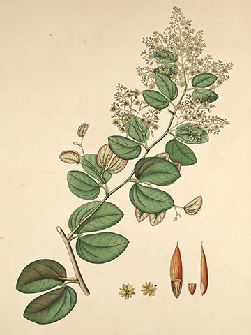 Ботаническая иллюстрация Hardwickia binata