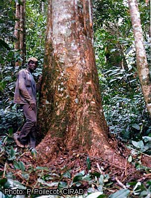 Основание ствола – Аводире (Turraeanthus africanus)