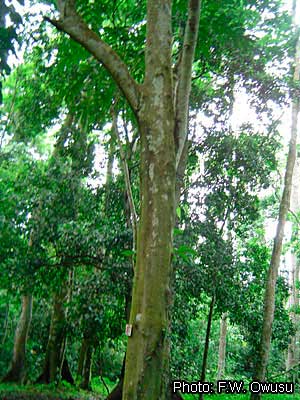 Ствол – Аводире (Turraeanthus africanus)
