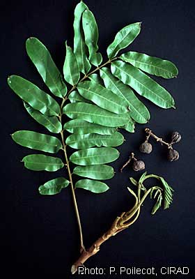 Листья и плоды – Аводире (Turraeanthus africanus)