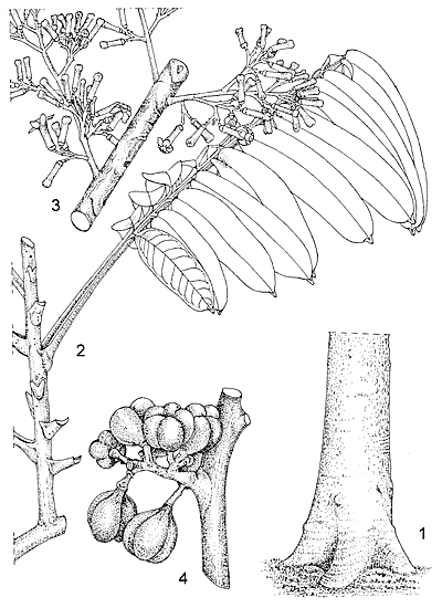 Turraeanthus africanus