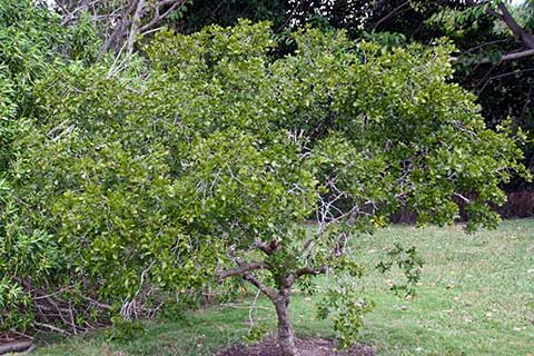 Общий вид Гваякового дерева – Guaiacum officinale