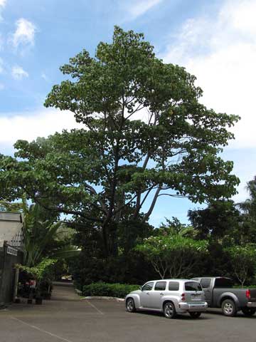 Большое дерево Бальза – естественный ореол произрастания Тропические сады Мауи на Гавайях