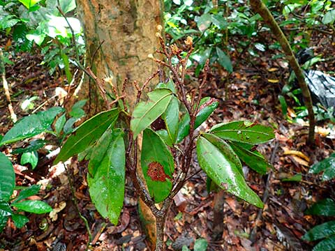 Растение в естественной среде обитания (Габон)