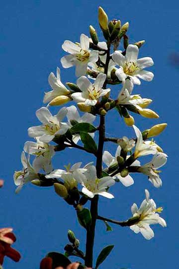 Бокоте (Cordia gerascanthus, C. elaeagnoides)