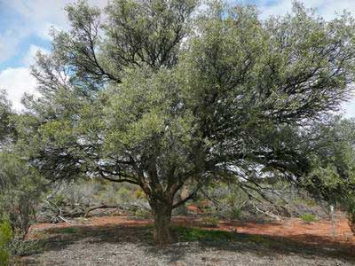 Дерево в заповеднике Шотландия (Новый Южный Уэльс)