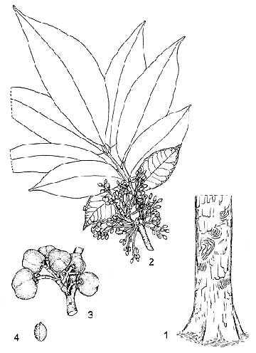 Ботаническая иллюстрация:<br />1 – основание ствола; 2 – цветущая веточка; 3 – соцветие; 4 – семя