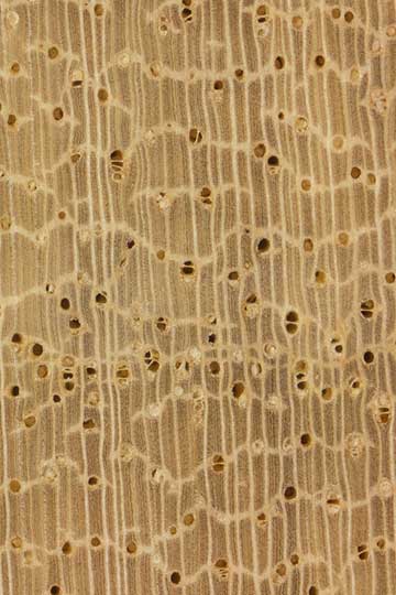 Хлебный орех (Brosimum alicastrum) – торец доски – волокна древесины, увел. 10х