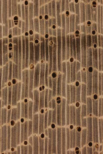 Молочное дерево (Brosimum utile) – торец доски – волокна древесины