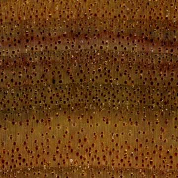 Канарское дерево (Centrolobium microchaete) – торец доски – волокна древесины